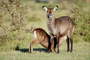 Naivasha: Kenya, Lake Naivasha. Defassa waterbuck
