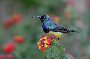 Naivasha: Kenya, Lake Naivasha. Variable sunbird male