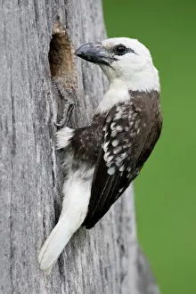 Naivasha: Kenya, Lake Naivasha. White-headed barbet