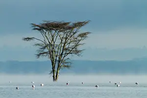 Catastrophe: Kenya, lake Nakuru, flooded in 2014