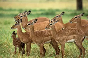 Afraid: Kenya: Lake Nakuru, herd of female impalas