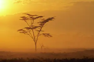 Burchell: Kenya: Lake Nakuru National Park, Burchell's
