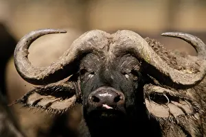 Nakuru: Kenya: Lake Nakuru National Park, head of