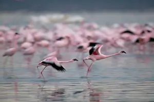 Grace: Kenya, Lake Nakuru National Park, Lesser