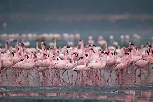 Density: Kenya, Lake Nakuru National Park, Lesser