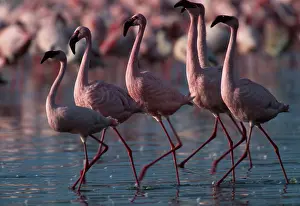 Fisher: Kenya, Lake Nakuru National Park, Lesser