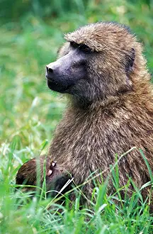 Nurturing: Kenya, Lake Nakuru National Park. Olive