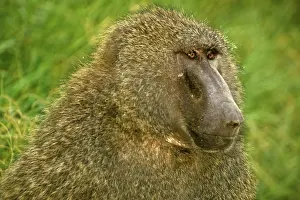 Nakuru: Kenya: Lake Nakuru National Park, Olive