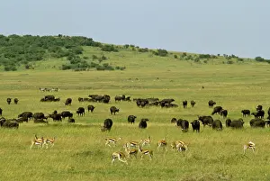 Thomsonii: Kenya, Lake Nakuru National Park. Thompson's