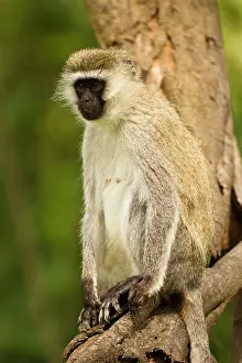 Vervet: Kenya, Lake Nakuru National Park. Vervet