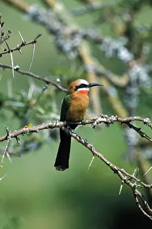 Bullockoides: Kenya, Lake Nakuru National Park. White-Fronted