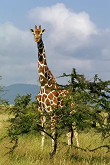 Reticulated: Kenya: Lewa Wildlife Conservancy, reticulated