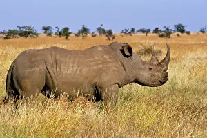 Conservancy: Kenya: Lewa Wildlife Conservancy, white
