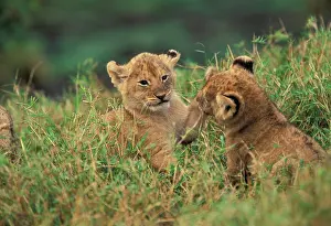 Foster: Kenya. Lion Cubs playing (Panthera Leo)