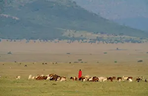 Boundaries: KENYA - Maasai herdsman with sheep, goats & cattle