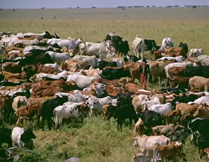 Axel Bunge: Kenya - Maasai Man with Cattle