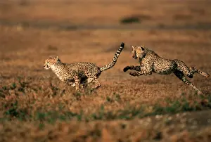 Vitality: Kenya, Maasai Mara, Pair of cheetahs running
