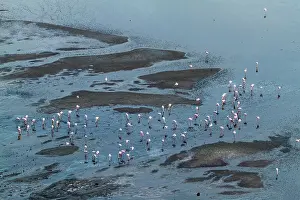 Multitude: Kenya, Magadi lake, flamant nain, lesser flamingo