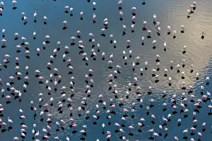 Multitude: Kenya, Magadi lake, flamant nain, lesser flamingo