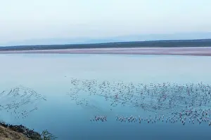 Brackish: Kenya, Magadi lake, flamant nain, lesser flamingo