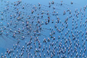 Multitude: Kenya, Magadi lake, flamant nain, lesser flamingo