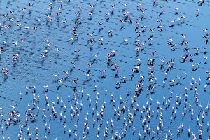 Multitude: Kenya, Magadi lake, flamant nain, lesser flamingo