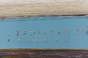 Follow: Kenya, Magadi lake, flamant nain, lesser flamingo