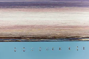 Follow: Kenya, Magadi lake, flamant nain, lesser flamingo