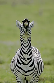 Morris: Kenya. Male Burchell's zebra exhibits flehmen