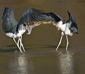 Marabou: Kenya. Marabou storks struggle over nesting