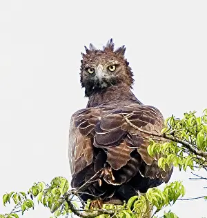 Martial: Kenya. Martial eagle perched on tree limb