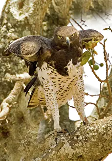 Martial: Kenya. Martial eagle standing on tree limb