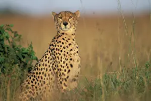 Tight: Kenya, Masai Macra Game Reserve, Tight portrait
