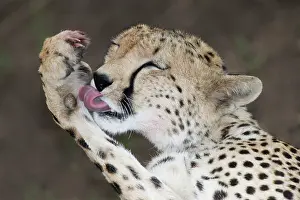 Morris: Kenya, Masai Mara. Detail of adult cheetah