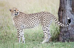 Morris: Kenya, Masai Mara. Adult male cheetah pauses