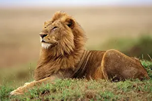 Pride: Kenya, Masai Mara. Adult male lion on termite