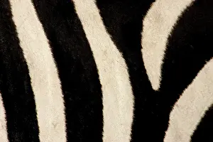Morris: Kenya, Masai Mara. Close-up of common zebra's