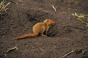 Parvula: Kenya, Masai Mara. Dwarf Mongoose (Helogale