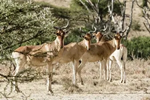 Hartebeest: Kenya, Masai-Mara game reserve, hartebeest (Alcelaphus