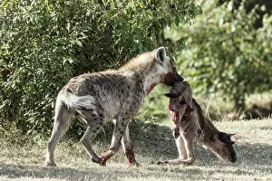 Albojubatus: Kenya, Masai-Mara game reserve, spotted hyena (Crocuta