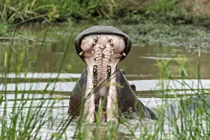 Hippopotamidae: Kenya, Masai-Mara game reserve, Hippopotamus (Hippopotamus