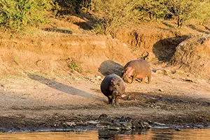 Hippopotamidae: Kenya, Masai-Mara game reserve, Hippopotamus (Hippopotamus
