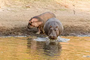 Hippopotamidae: Kenya, Masai-Mara game reserve, Hippopotamus (Hippopotamus