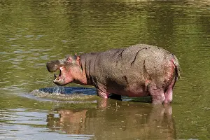 Connective: Kenya, Masai-Mara game reserve, Hippopotamus (Hippopotamus