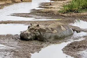 Hippopotamidae: Kenya, Masai-Mara game reserve, Hippopotamus (Hippopotamus