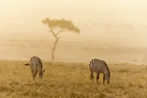 Boehmi: Kenya, Masai-Mara game reserve, Grant's zebra (Equus