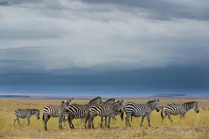 Boehmi: Kenya, Masai-Mara game reserve, Grant's zebra (Equus