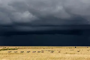 Boehmi: Kenya, Masai-Mara game reserve, Grant's zebra (Equus