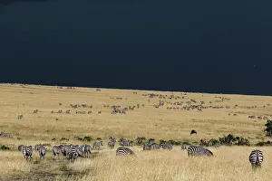 Boehmi: Kenya, Masai-Mara game reserve, Grant's zebra (Equus