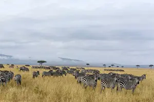 Boehmi: Kenya, Masai-Mara game reserve, Grant's zebra (Equus